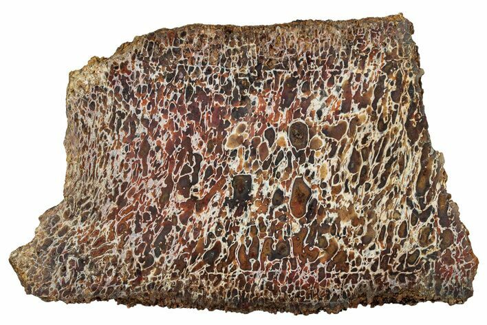 Polished Dinosaur Bone (Gembone) Section - New Mexico #348859